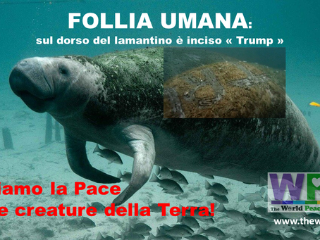 Orrore in Florida: avvistato un lamantino con la scritta “Trump” incisa sulla schiena.