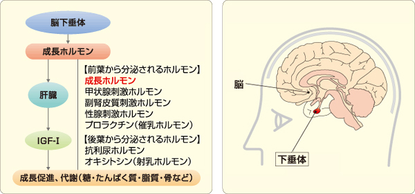 下垂体.gif