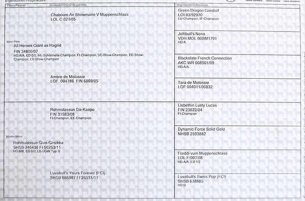 gin gin pedigree 70 1000_edited.jpg
