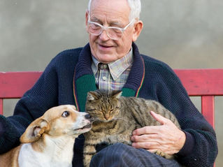 Elderly gentleman sitting on a red bench with a striped cat on his lap and a small dog by his side.