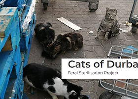 Cats of Durban
