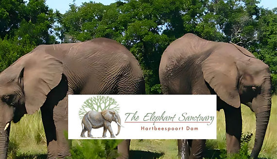 Two elephants in the background the the Elephant Sanctuary logo over it.