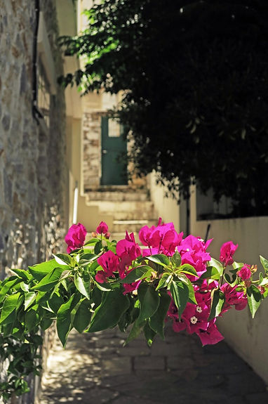 Naxos-Greece-bougainvillea.JPG