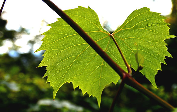 grape vine leafpxhere.com (Large).jpg