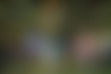 Arraiá de Santo Antônio é pura alegria