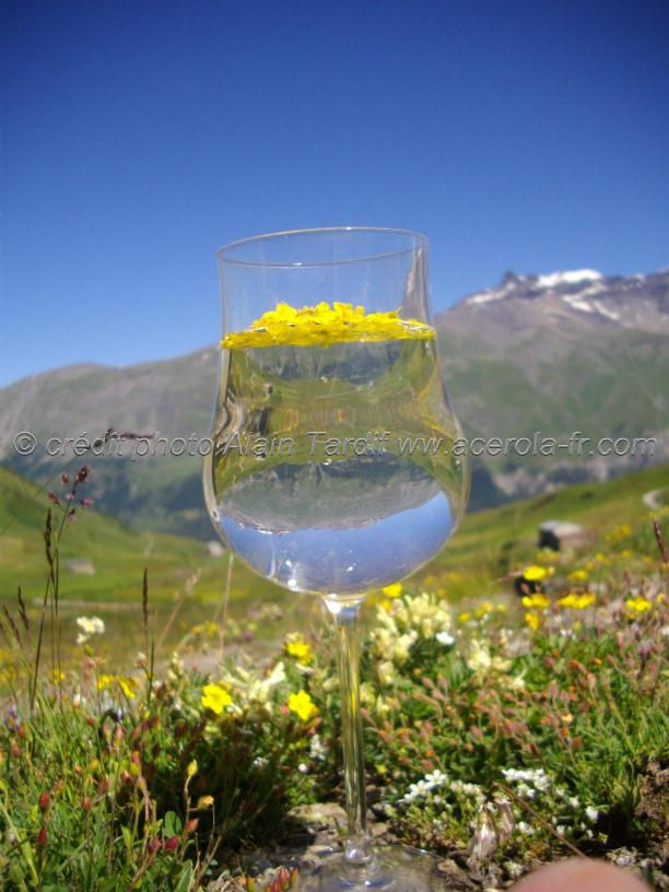 élixir de fleur