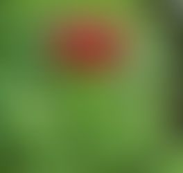 le ginseng dans la nature