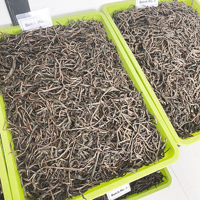 Thumbnail: close up of dried wild forest tea in bins