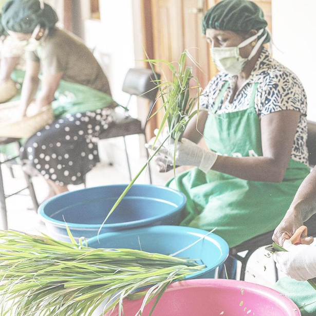 Thumbnail: pickers pocket tea artisan at work