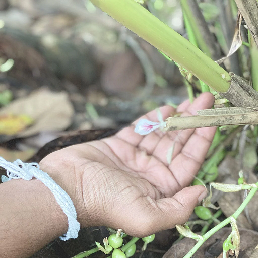 Thumbnail: A picker's pocket tea artisan showing the fresh ingredients