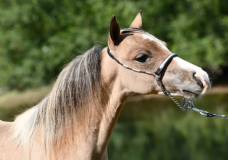 Olympus Thunder GMM.jpg