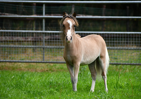 Olympus Thunder GMM.jpg