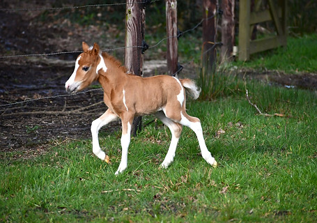 Quest For Happiness GMM.jpg