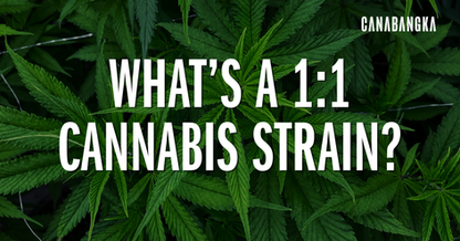 What's a 1:1 Cannabis Strain?