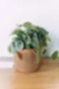 DSC03620(1).webp