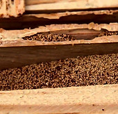 APRENDA-SOBRE-OS-CUPINS-DE-MADEIRA-SECA.