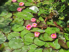 >>Atelier #6 : Jardin Inspirant