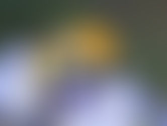 >>Atelier #4 : Biodiversité & Jardiner au Naturel