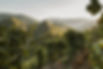 weinberge-burg-are-altenahr-ahrtal-rheinland-pfalz.jpg