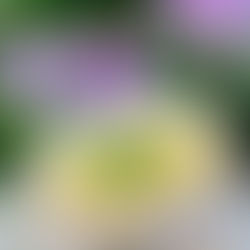 Gesunde Geschmacksexplosion ...