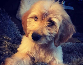 Explicación Del Cabello Hipoalergénico Goldendoodle - NARPuppies.com