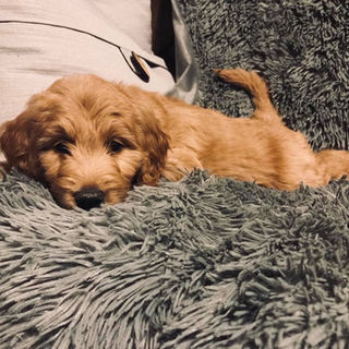Diferentes Tipos De Goldendoodles