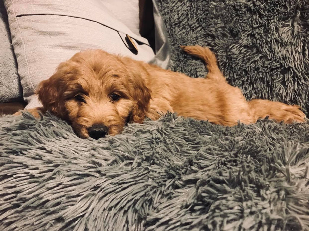 kinds of goldendoodles