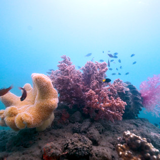 ocean bluex, freediving, freediver, molchanovs,tagum