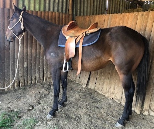 Unbelievable Deals On Baby Horses For Sale – Act Fast! - w8fukrl