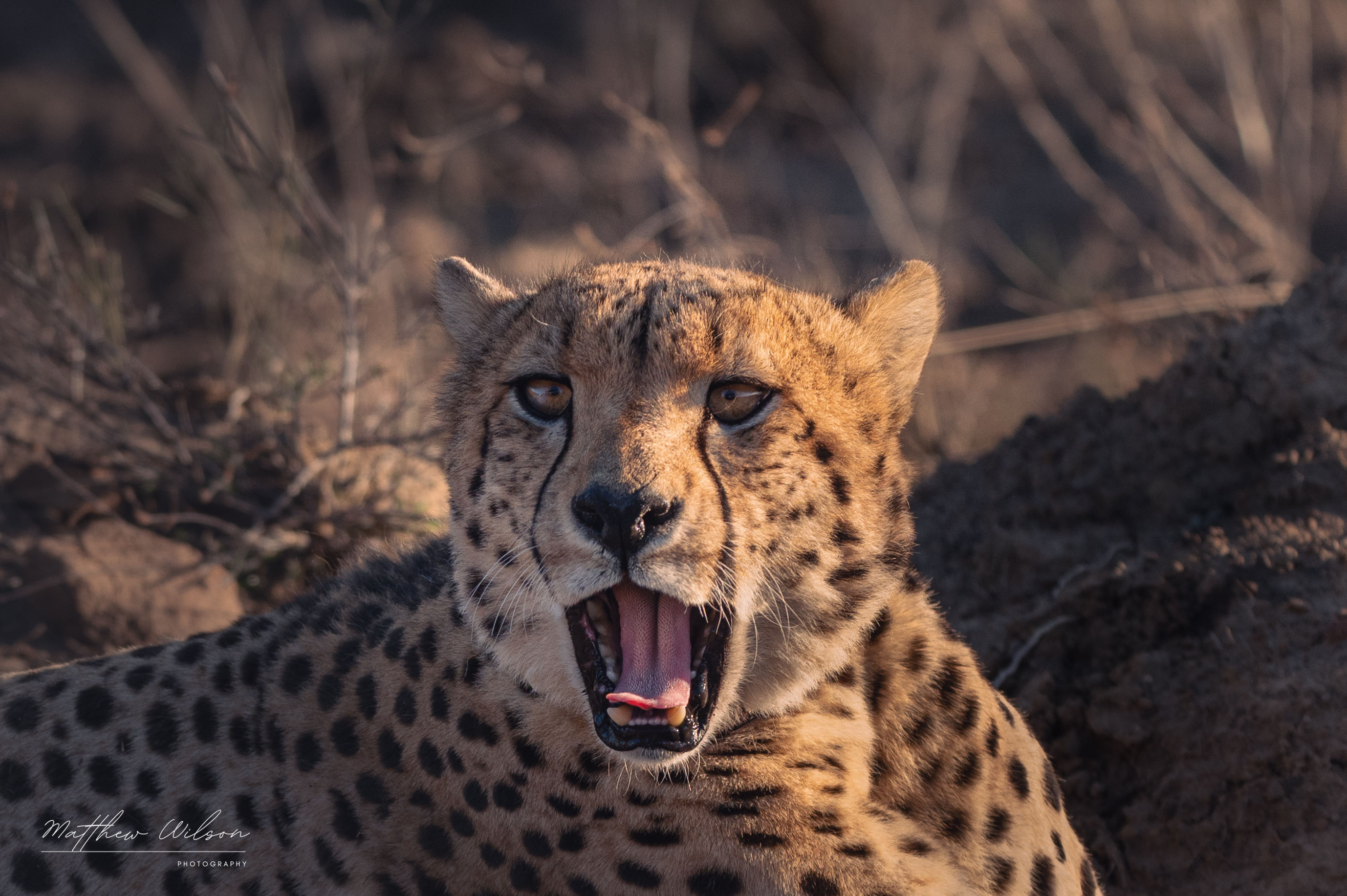Cheetah AH