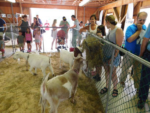 Are You Ready for the County Fair & 4-H Showcase?