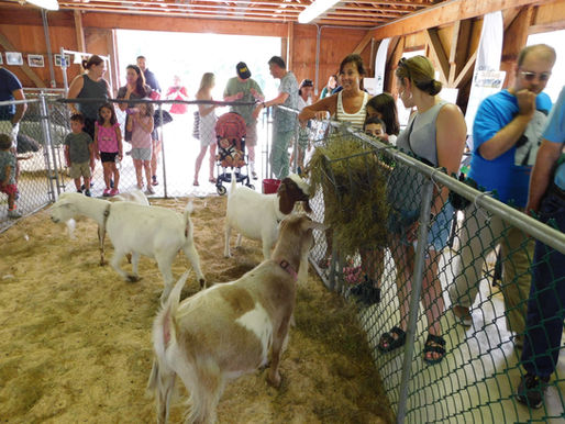 Are You Ready for the County Fair & 4-H Showcase?