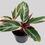 Miniatura: Maranta Tricolor/ Calathea Triostar Pote 12