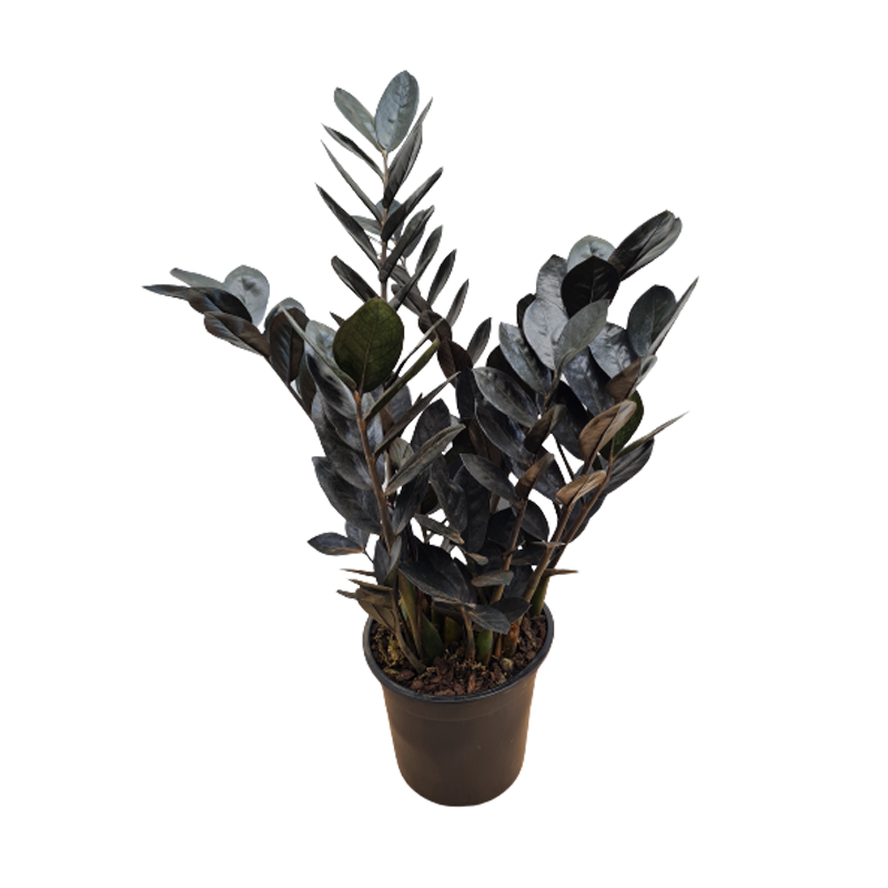 Miniatura: Zamioculcas Black Pote 14cm / ~55cm de Altura