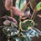 Miniatura: Ficus Elastica Variegada em 3 Tamanhos