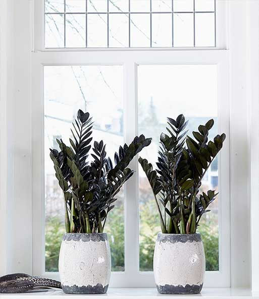 Miniatura: Zamioculcas Black Pote 14cm / ~55cm de Altura