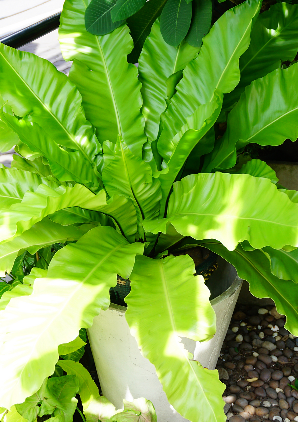 Miniatura: Asplenium Nidus "Ninho de Pássaro" Pote 15cm