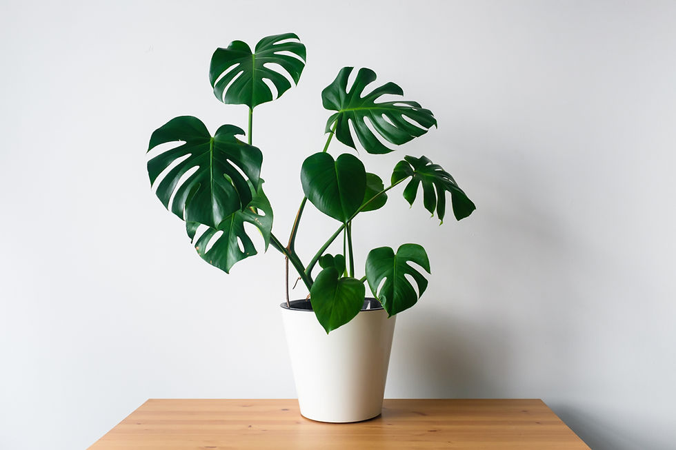 Miniatura: Costela de Adão/ Monstera Deliciosa Pote 24cm e 50cm de Altura