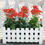 Miniatura: Kalanchoe Várias Cores Pote 11