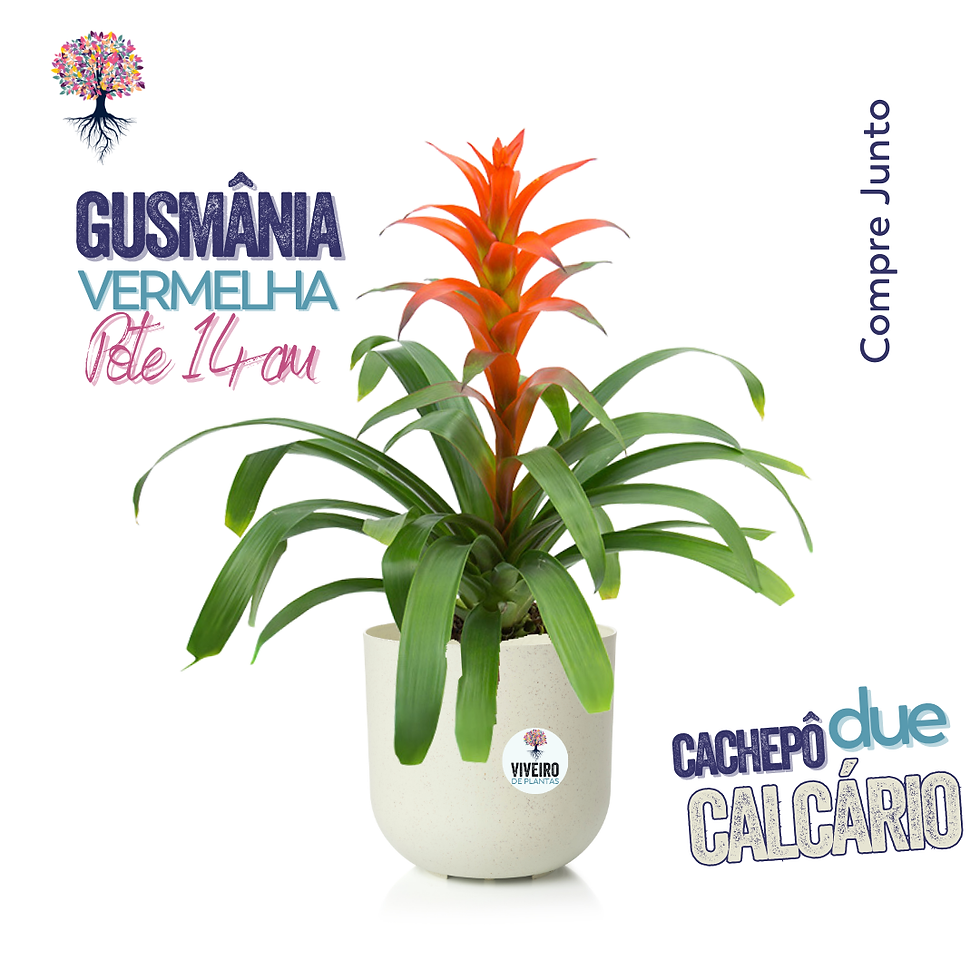 Miniatura: Bromélia Gusmânia Vermelha Pote 14cm - Compre Junto Cachepô Due