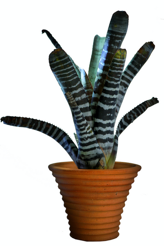 Aechmea Chantinni Black Pote 17 | Viveiro de Plantas