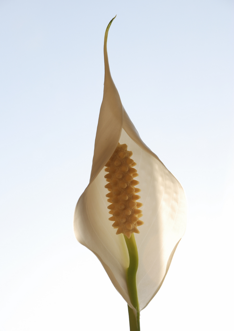 Miniatura: Lírio da Paz/ Spatifilum com Flor Pote 24cm/ ~60cm de Altura