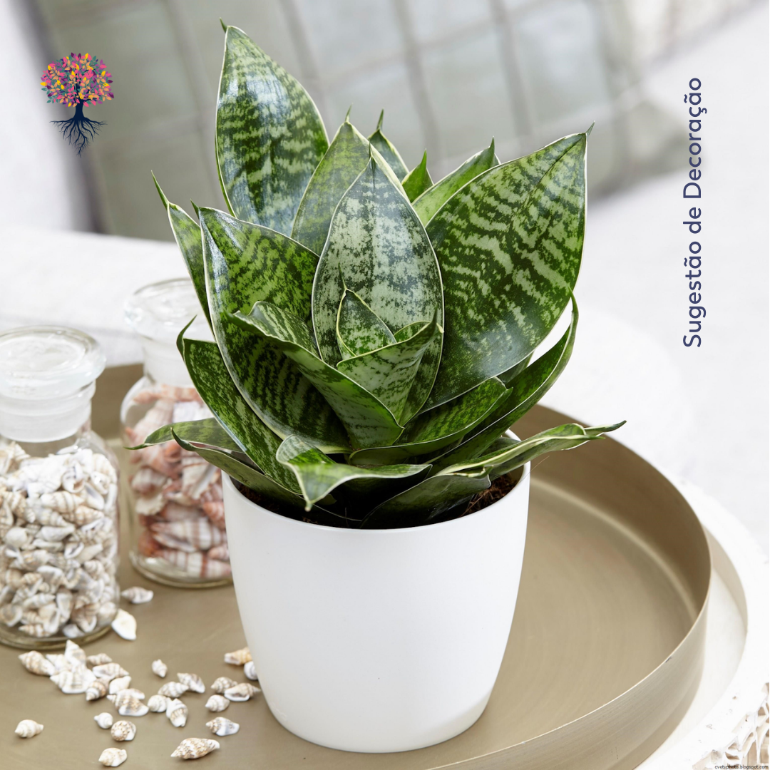 Espada de São Jorge/ Sansevieria Trisfasciata Pote 15cm