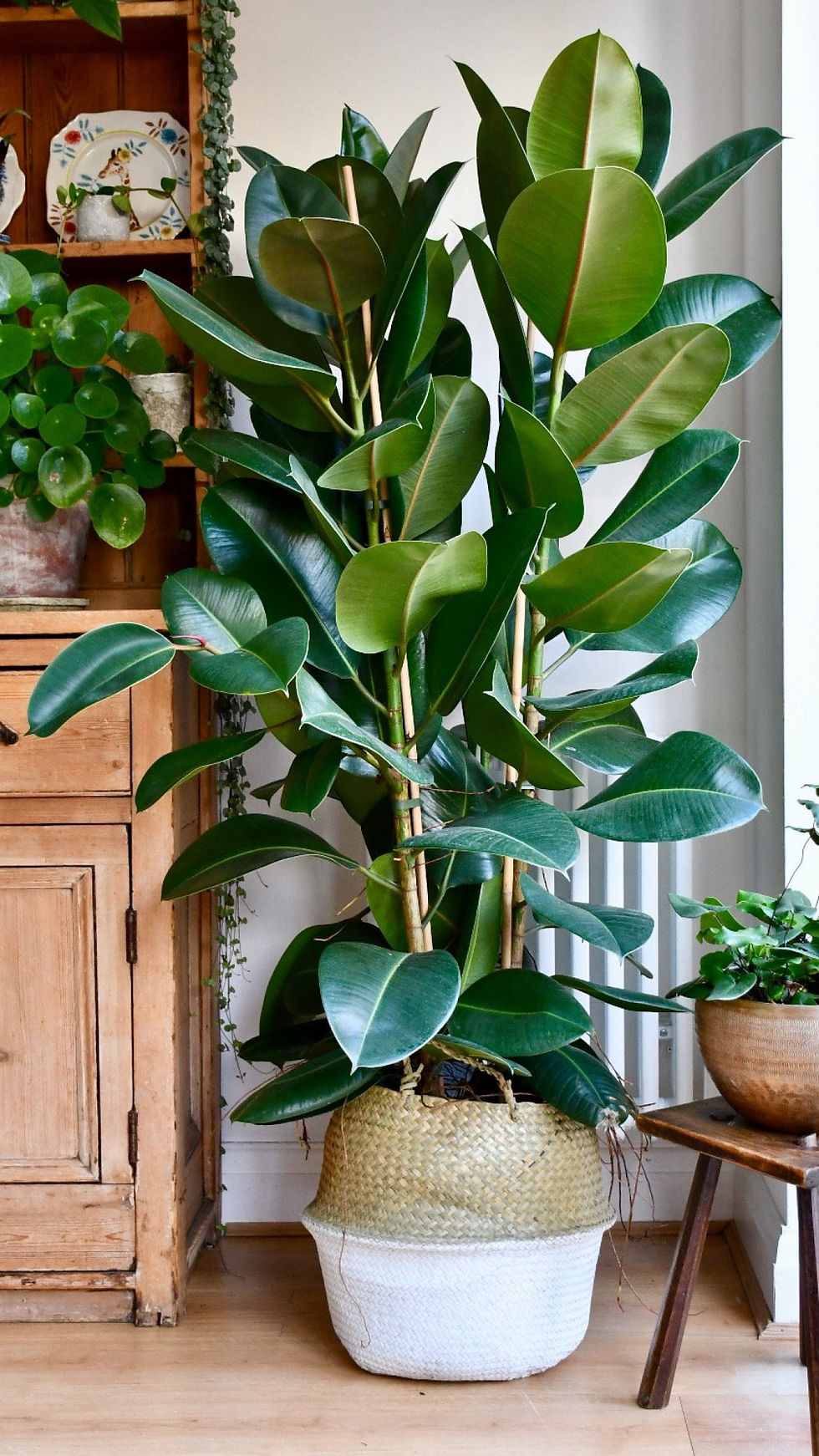Miniatura: Ficus Elastica Cloe em 2 Tamanhos