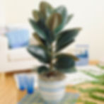 Miniatura: Ficus Elastica Cloe em 2 Tamanhos