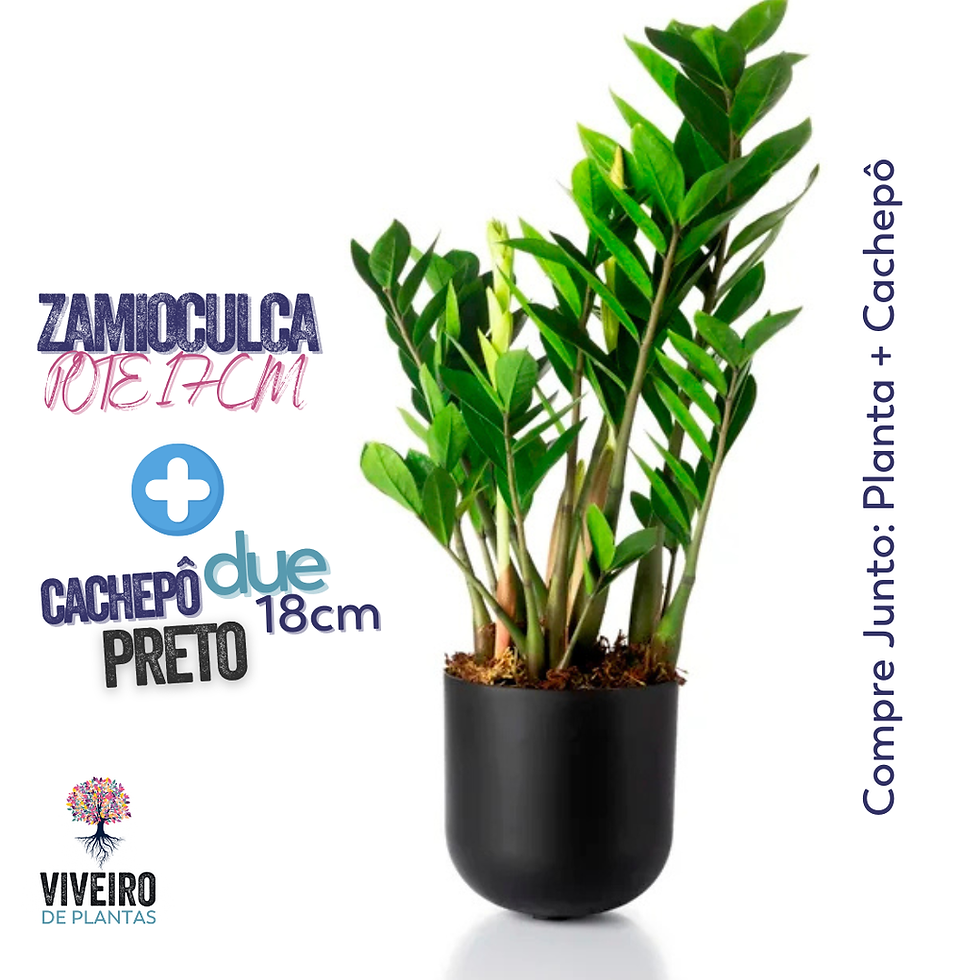 Miniatura: Zamioculca Pote 17cm - Compre Junto: Cachepô Due 18cm