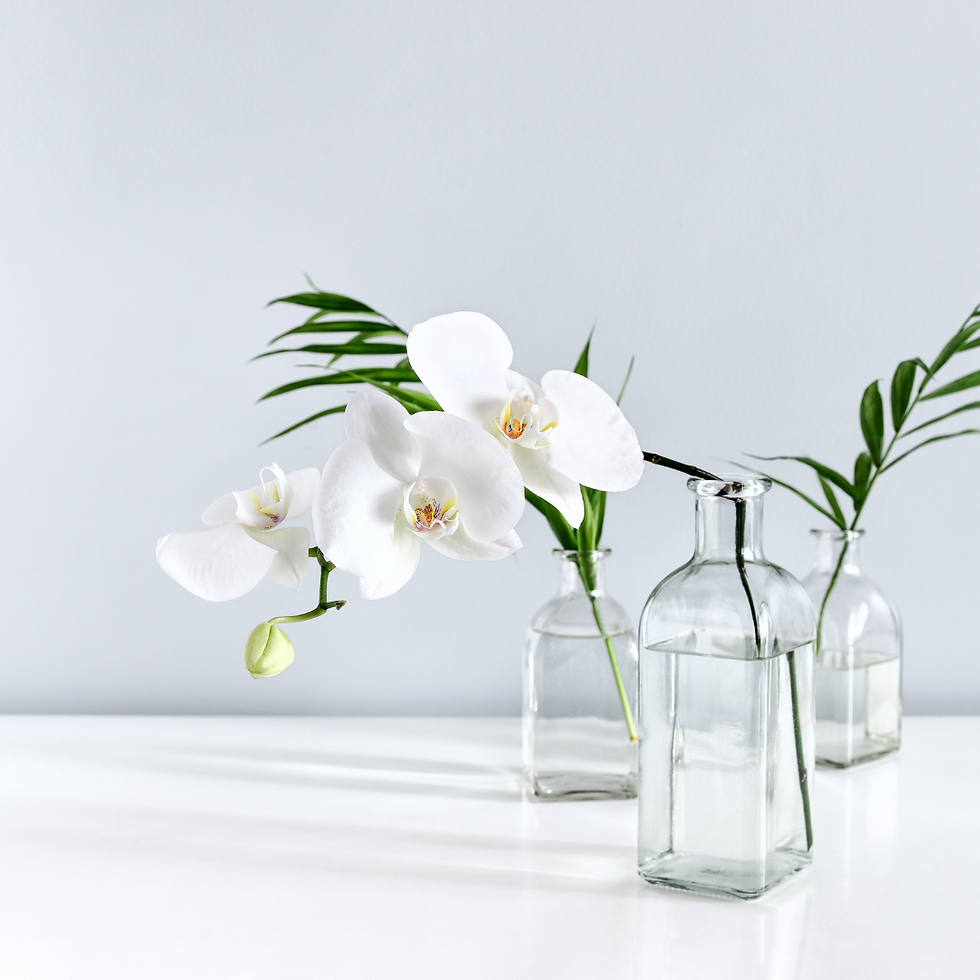Miniatura: Orquídea Phalaenopsis (Branca ou Rosa) Pote 14cm - 1 Haste