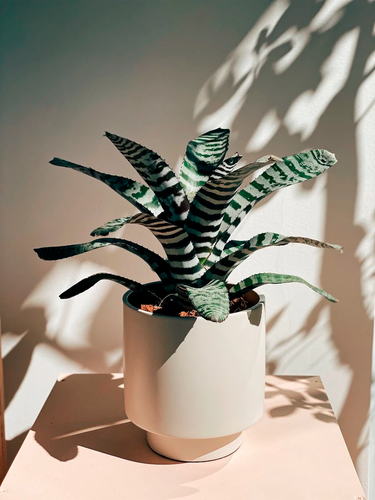 パフィオ777 Aechmea Black Ebony file.png