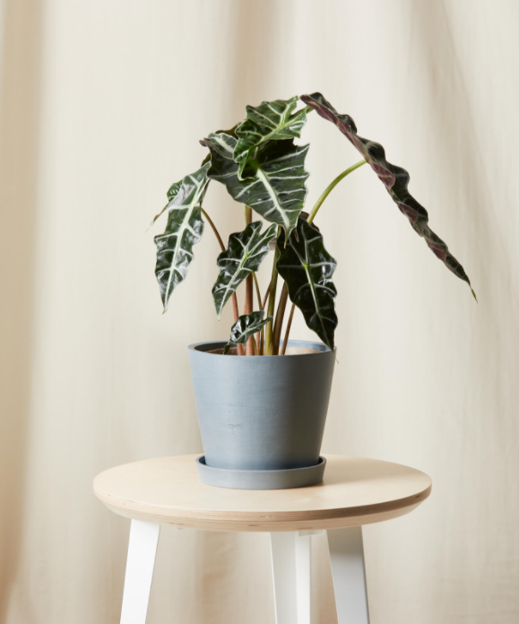 Miniatura: Alocasia Polly - Pote 17cm