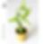 Miniatura: Bambu da Sorte Pote 6cm "Lucky Bamboo" Dracena Sanderiana